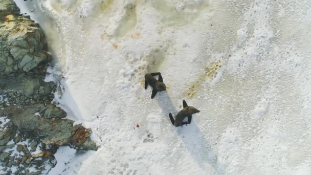 Família de focas de pele na superfície da neve vista de cima para baixo — Vídeo de Stock