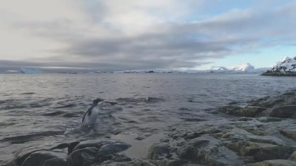 Gentoo Penguin Přichází z vody na antarktický ostrov. — Stock video
