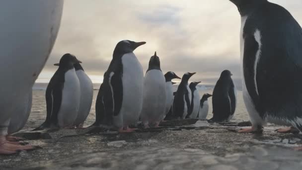Gentoo pingüino de pie en la orilla de hielo congelado roca — Vídeo de stock