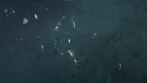 Ανταρκτική gentoo πιγκουίνος υποβρύχια πάνω προς τα κάτω άποψη — Αρχείο Βίντεο