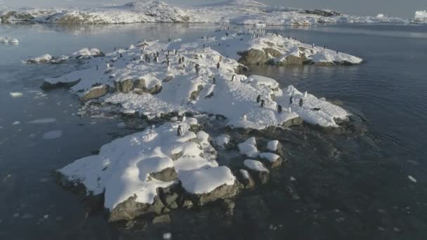 Vuelo aéreo en cámara lenta sobre pingüinos en una isla nevada . — Vídeos de Stock