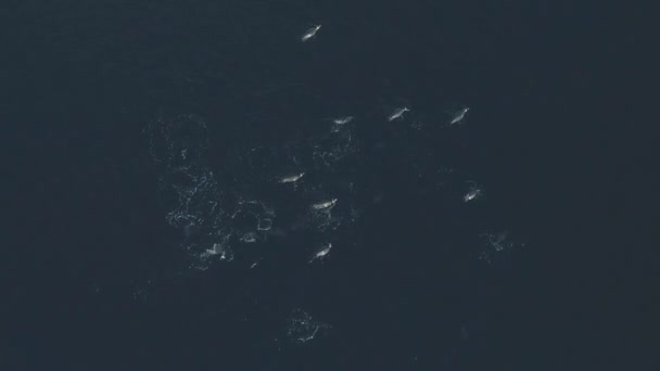 Aerial Top View - Group Funny Penguins Swim in Ocean Clear Water. — Stok video