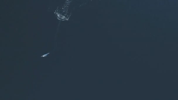 Un drôle de manchot nage et saute dans l'eau claire de l'océan — Video
