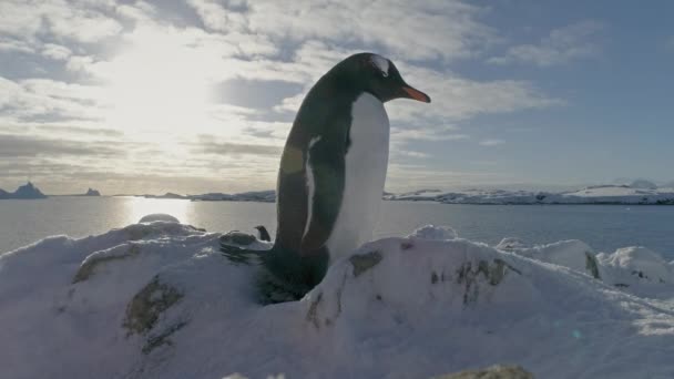 Антарктида: закрытый портрет пингвина. Птаха сидит на гнезде и охраняет его. . — стоковое видео