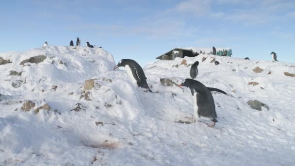 Zwei lustige Pinguine stehlen einander Kieselsteine aus dem Nest. — Stockvideo
