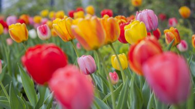 bir çiçek açan laleler