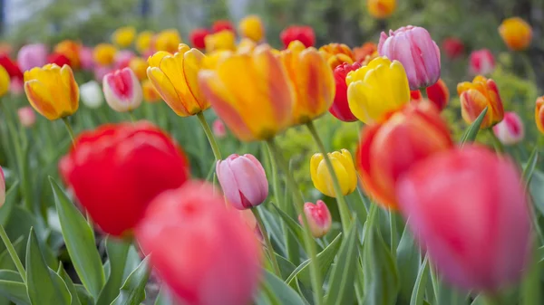 bir çiçek açan laleler