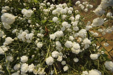 Achillea Ptarmica çiçek