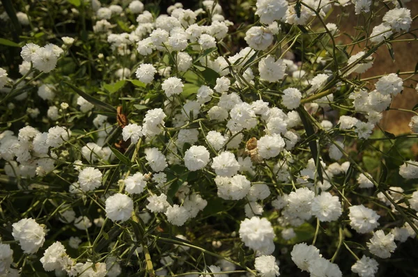Blooming of Achillea Ptarmica — Stock Photo, Image