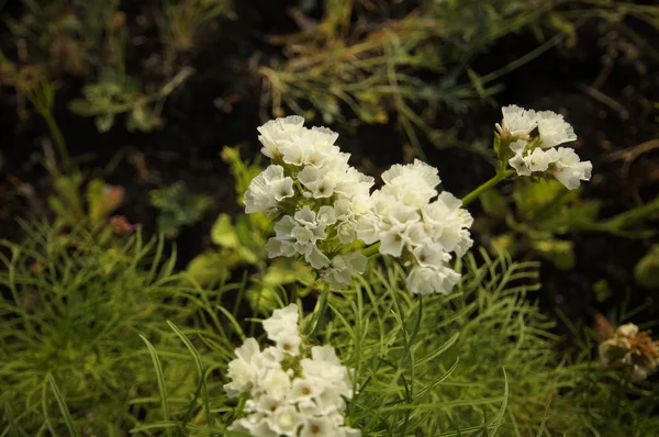 En blommande Limnium sinutum — Stockfoto