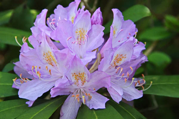 Foto de flores de rododendro lilás na primavera — Fotografia de Stock