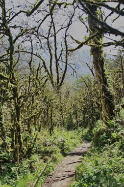 Georgia dağlarında ölü boxwood ormanı