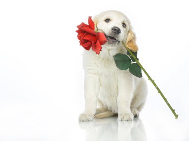 kırmızı gül çiçek ile köpek yavrusu