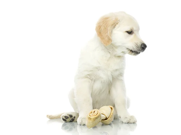 Cachorro triste com osso — Fotografia de Stock