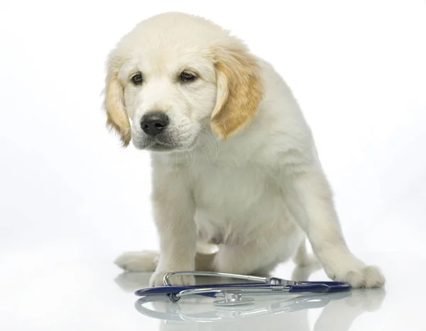 Cachorro com fonendoscópio — Fotografia de Stock