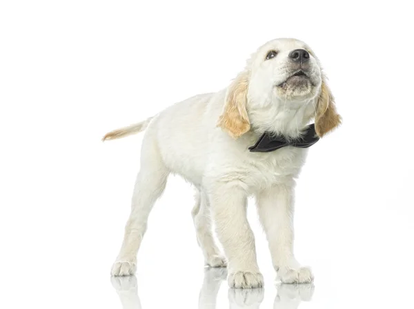 Cachorro com osso — Fotografia de Stock