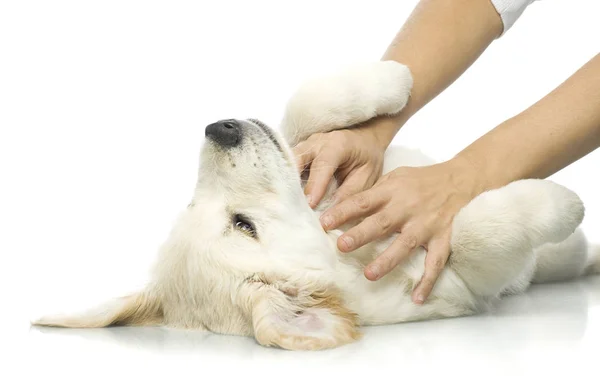 Mãos humanas brincando com um cachorro — Fotografia de Stock