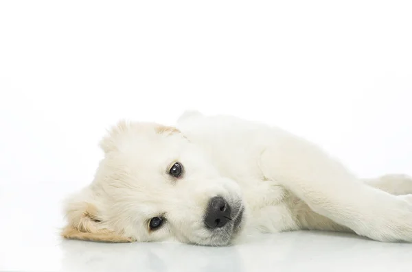 Yerde yatarken üzücü köpek yavrusu — Stok fotoğraf