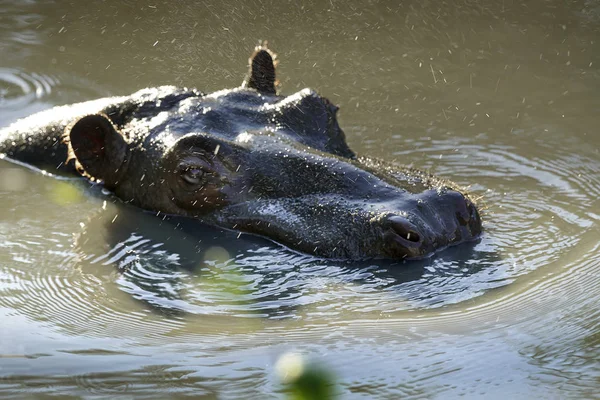 Hippopotame Sauvage Nageant Dans Eau Nature Zoo Macro — Photo
