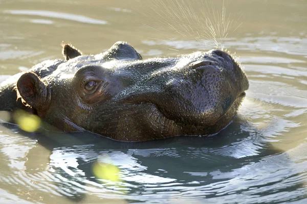 Wildflusspferd Schwimmt Wasser Natur Zoo Makro — Stockfoto