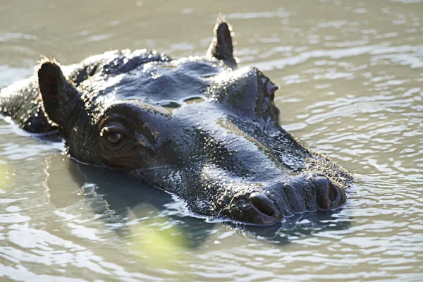 Wildflusspferd Schwimmt Wasser Natur Zoo Makro — Stockfoto