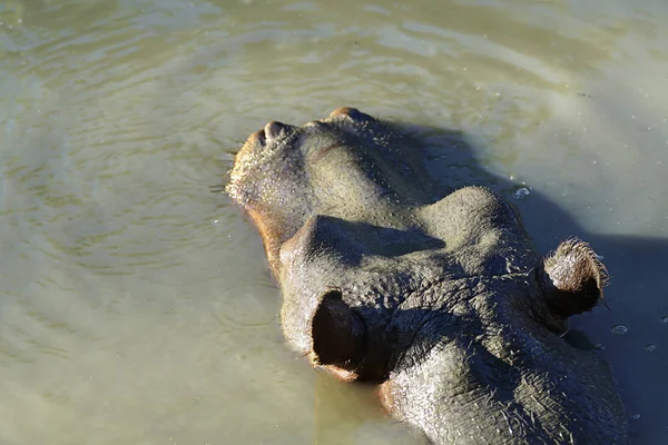 Hippopotame Sauvage Nageant Dans Eau Nature Zoo Macro — Photo