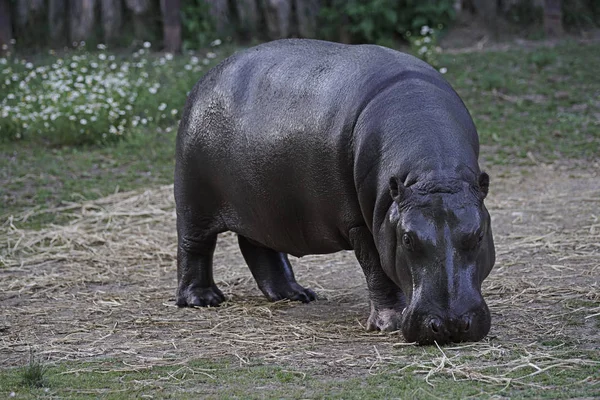 Hipopotam Dzikiej Przyrodzie Zewnątrz — Zdjęcie stockowe