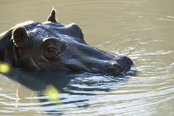 Hippopotame Sauvage Nageant Dans Eau Nature Zoo Macro — Photo