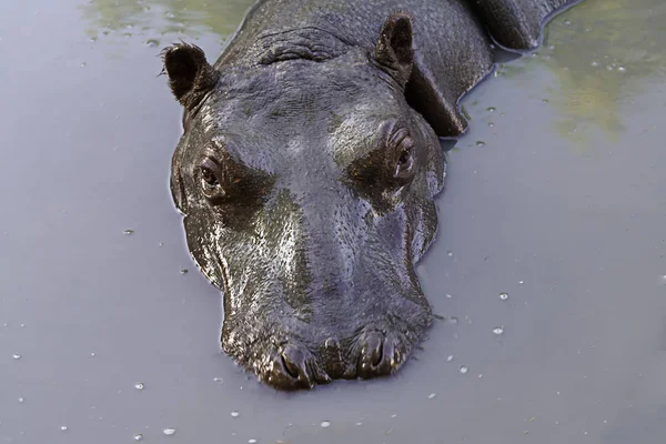 Wildflusspferd Schwimmt Wasser Natur Zoo Makro — Stockfoto