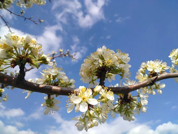 Blühende Frühlingsblumen Obstbäume Freien Verschwimmen Den Himmel — Stockfoto