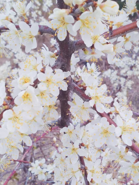 Florecientes Flores Primavera Árboles Frutales Aire Libre Desenfoque Cielo — Foto de Stock