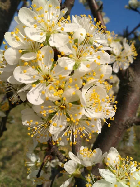 Florescendo Flores Primavera Árvores Fruto Livre Céu Borrão — Fotografia de Stock