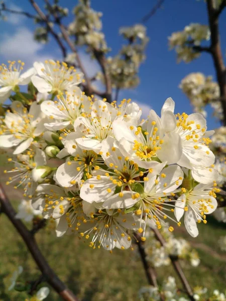 Kvetoucí Jaro Květiny Ovocné Stromy Venku Rozmazané Nebe Stock Fotografie