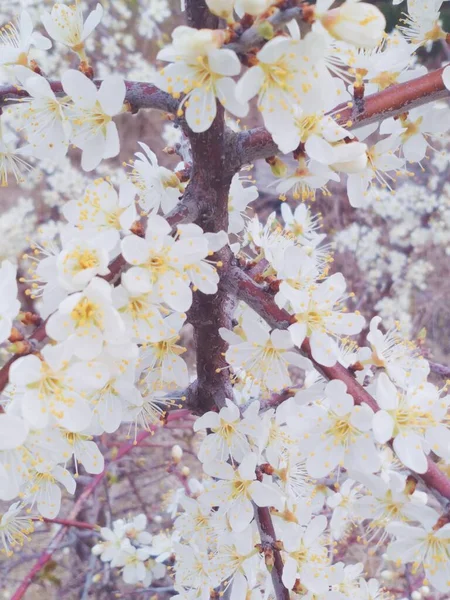 Blühende Frühlingsblumen Obstbäume Freien Verschwimmen Den Himmel lizenzfreie Stockbilder