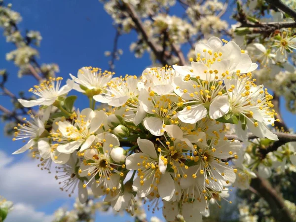 Квітучі Весняні Квіти Фруктові Дерева Відкритому Повітрі Розмивають Небо Стокова Картинка