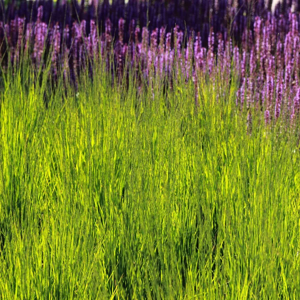 신선한 보라색 라벤더 — 스톡 사진