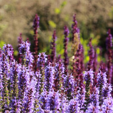 Yaz Şehir Parkı içinde güzel lavanta açık. Seçilen odak.
