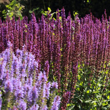Yaz Şehir Parkı içinde güzel lavanta açık. Seçilen odak.