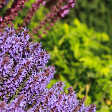 Yaz Şehir Parkı içinde güzel lavanta açık. Seçilen odak.