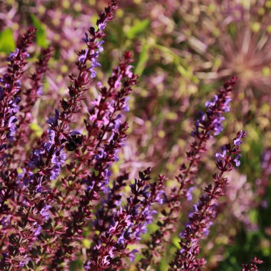 Yaz Şehir Parkı içinde güzel lavanta açık. Seçilen odak.