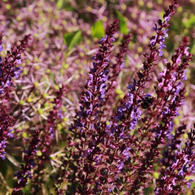 Yaz Şehir Parkı içinde güzel lavanta açık. Seçilen odak.