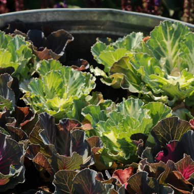 çiçekler arka kapatmak 