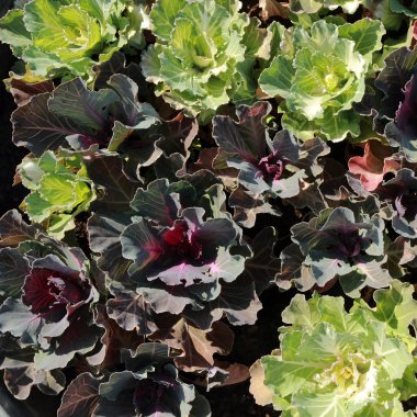 çiçekler arka kapatmak 