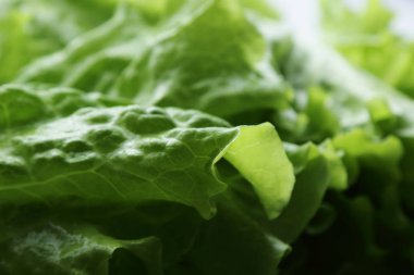 Stüdyo yansıma yeşil salata doku seçilen odak.