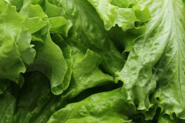 Stüdyo yansıma yeşil salata doku seçilen odak.