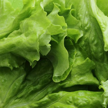 Stüdyo yansıma yeşil salata doku seçilen odak.