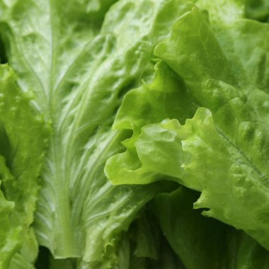 Stüdyo yansıma yeşil salata doku seçilen odak.