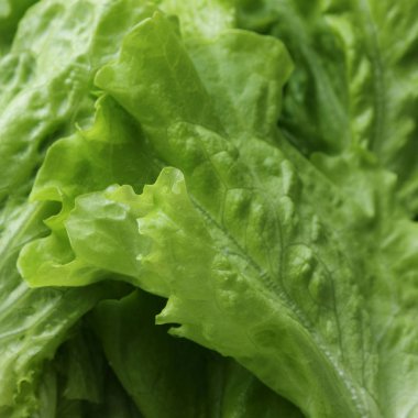 Stüdyo yansıma yeşil salata doku seçilen odak.