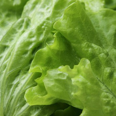 Stüdyo yansıma yeşil salata doku seçilen odak.