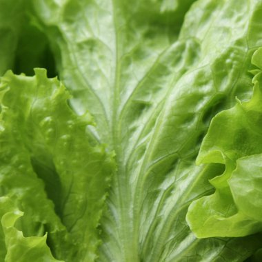 Stüdyo yansıma yeşil salata doku seçilen odak.